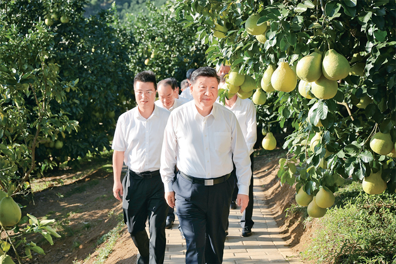 　　2025年11月7日至8日，中共中央總書記、國家主席、中央軍委主席習(xí)近平在廣東考察。這是7日下午，習(xí)近平在梅州市梅縣區(qū)雁洋鎮(zhèn)南福金柚種植基地考察。